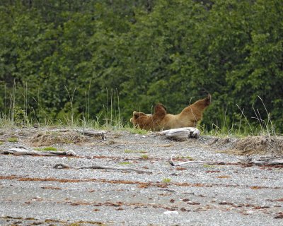 Bear, Brown, laying on back-070510-Goose Cove, Glacier Bay NP, AK-#0212.jpg