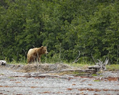 Bear, Brown-070510-Goose Cove, Glacier Bay NP, AK-#0187.jpg