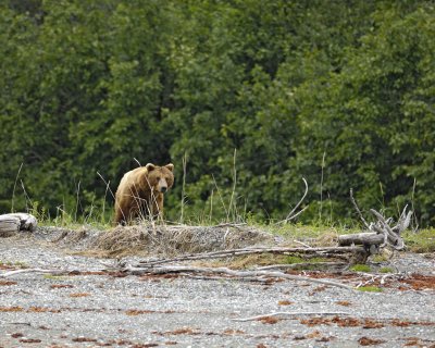 Bear, Brown-070510-Goose Cove, Glacier Bay NP, AK-#0191.jpg