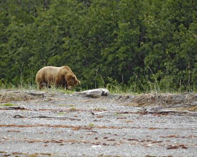 Bear, Brown-070510-Goose Cove, Glacier Bay NP, AK-#0231.jpg