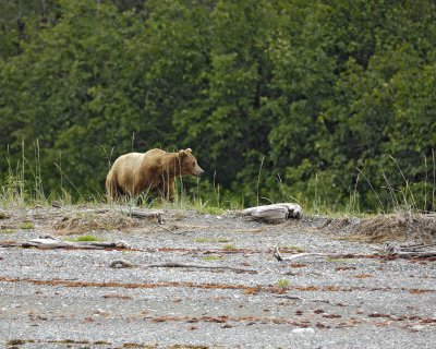 Bear, Brown-070510-Goose Cove, Glacier Bay NP, AK-#0250.jpg