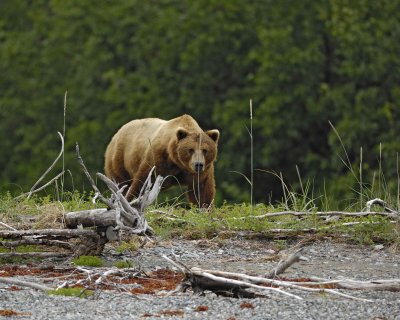 Bear, Brown-070510-Goose Cove, Glacier Bay NP, AK-#0274.jpg