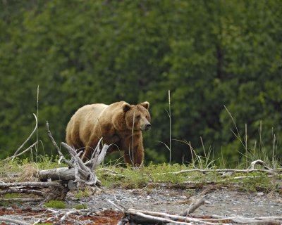 Bear, Brown-070510-Goose Cove, Glacier Bay NP, AK-#0278.jpg
