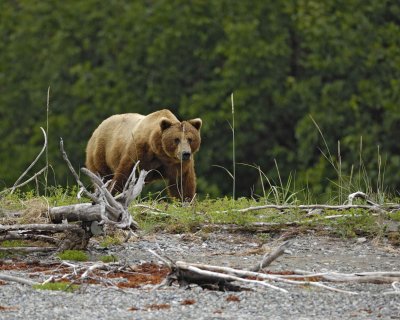 Bear, Brown-070510-Goose Cove, Glacier Bay NP, AK-#0281.jpg