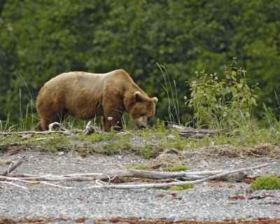Bear, Brown-070510-Goose Cove, Glacier Bay NP, AK-#0295.jpg