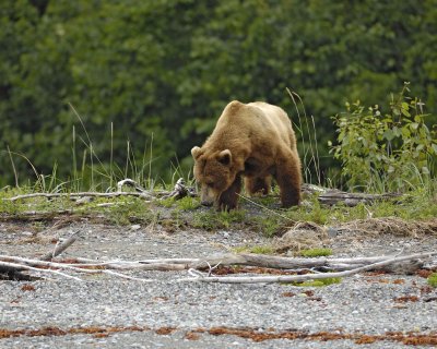 Bear, Brown-070510-Goose Cove, Glacier Bay NP, AK-#0311.jpg