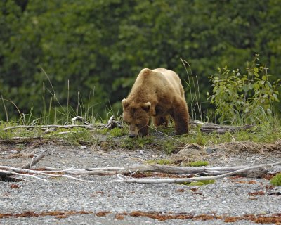 Bear, Brown-070510-Goose Cove, Glacier Bay NP, AK-#0315.jpg