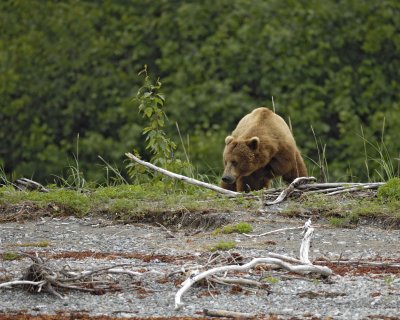 Bear, Brown-070510-Goose Cove, Glacier Bay NP, AK-#0339.jpg
