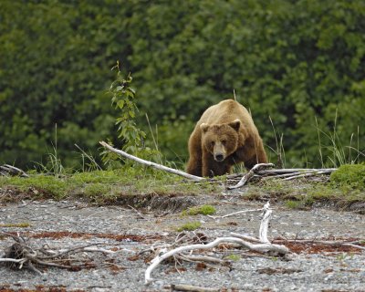 Bear, Brown-070510-Goose Cove, Glacier Bay NP, AK-#0341.jpg