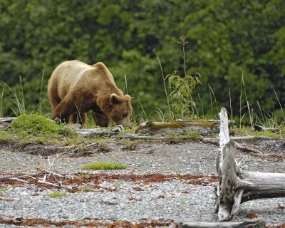 Bear, Brown-070510-Goose Cove, Glacier Bay NP, AK-#0350.jpg