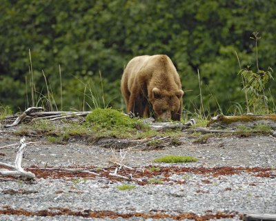 Bear, Brown-070510-Goose Cove, Glacier Bay NP, AK-#0359.jpg