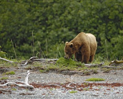 Bear, Brown-070510-Goose Cove, Glacier Bay NP, AK-#0363.jpg