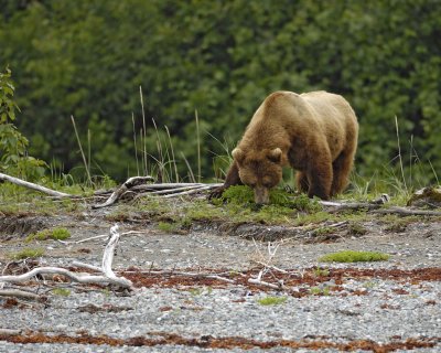 Bear, Brown-070510-Goose Cove, Glacier Bay NP, AK-#0383.jpg