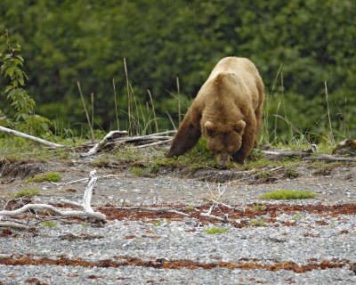 Bear, Brown-070510-Goose Cove, Glacier Bay NP, AK-#0389.jpg