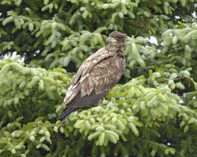 Eagle, Bald, Juvenile-070410-Dock Road, Gustavus, AK-#0427.jpg