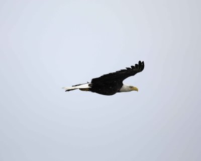 Eagle, Bald, flying-070410-Dock Road, Gustavus, AK-#0557.jpg