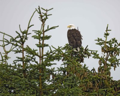 Eagle, Bald-070410-Dock Road, Gustavus, AK-#0205.jpg