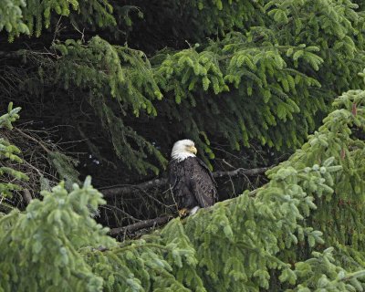 Eagle, Bald-070410-Dock Road, Gustavus, AK-#0699.jpg