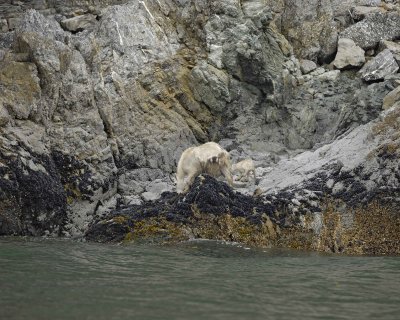 Goat, Mountain, Doe & Kid, eating Kelp-070510-Mt Wright, Glacier Bay NP, AK-#0054.jpg