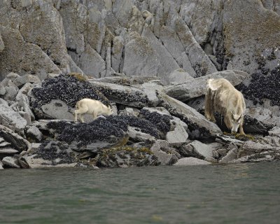 Goat, Mountain, Doe & Kid, eating Kelp-070510-Mt Wright, Glacier Bay NP, AK-#0074.jpg