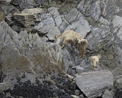 Goat, Mountain, Doe & Kid, eating Kelp-070510-Mt Wright, Glacier Bay NP, AK-#0080.jpg