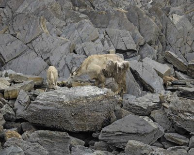 Goat, Mountain, Doe & Kid, eating Kelp-070510-Mt Wright, Glacier Bay NP, AK-#0096.jpg
