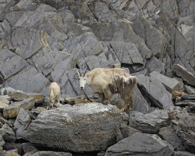 Goat, Mountain, Doe & Kid, eating Kelp-070510-Mt Wright, Glacier Bay NP, AK-#0097.jpg