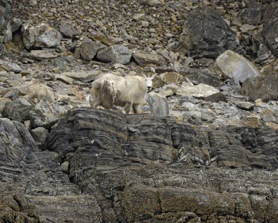 Goat, Mountain, Doe & Kid-070510-Mt Wright, Glacier Bay NP, AK-#0059.jpg