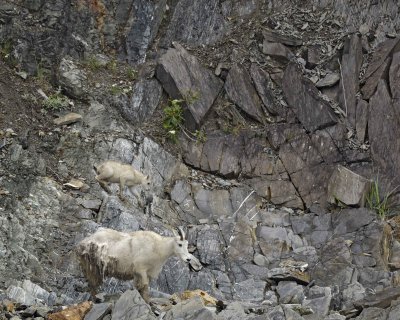 Goat, Mountain, Doe & Kid-070510-Mt Wright, Glacier Bay NP, AK-#0083.jpg