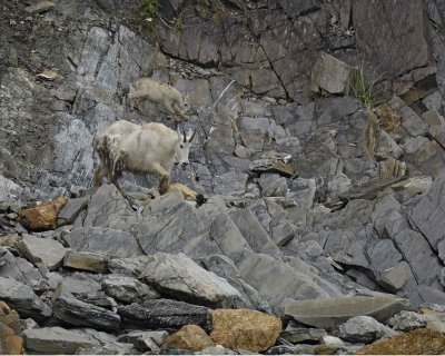 Goat, Mountain, Doe & Kid-070510-Mt Wright, Glacier Bay NP, AK-#0084.jpg