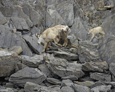 Goat, Mountain, Doe & Kid-070510-Mt Wright, Glacier Bay NP, AK-#0093.jpg