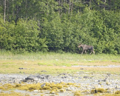 Moose, Bull, young-070810-Geike Inlet, Glacier Bay NP, AK-#0026.jpg