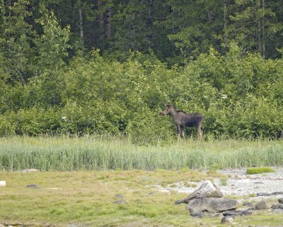 Moose, Bull, young-070810-Geike Inlet, Glacier Bay NP, AK-#0034.jpg