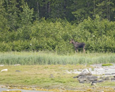 Moose, Bull, young-070810-Geike Inlet, Glacier Bay NP, AK-#0038.jpg