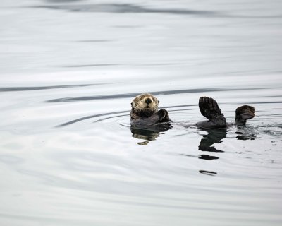 Otter, Sea-070510-Glacier Bay NP, AK-#0415.jpg