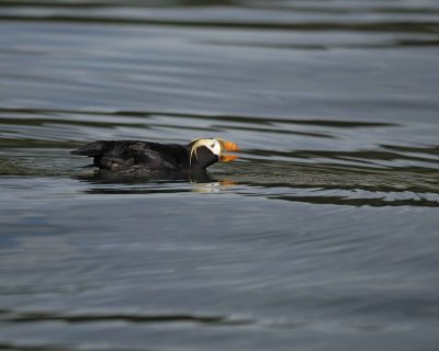 Puffin, Tufted, calling-070810-S Marble Island, Glacier Bay NP, AK-#0606.jpg