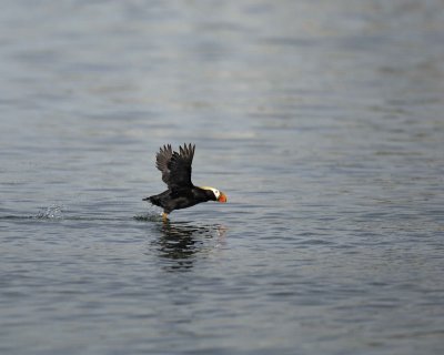 Puffin, Tufted, flying-070810-S Marble Island, Glacier Bay NP, AK-#0669.jpg