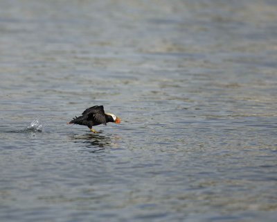 Puffin, Tufted, flying-070810-S Marble Island, Glacier Bay NP, AK-#0670.jpg