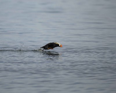 Puffin, Tufted, taking off-070810-S Marble Island, Glacier Bay NP, AK-#0667.jpg
