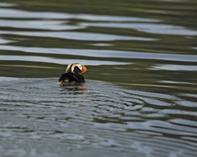 Puffin, Tufted-070810-S Marble Island, Glacier Bay NP, AK-#0571.jpg
