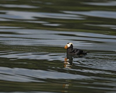 Puffin, Tufted-070810-S Marble Island, Glacier Bay NP, AK-#0583.jpg