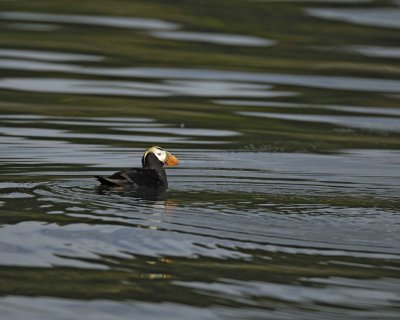 Puffin, Tufted-070810-S Marble Island, Glacier Bay NP, AK-#0586.jpg