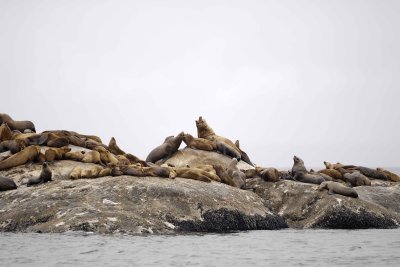 Sea Lion, Stellar-070510-S Marble Island, Glacier Bay NP, AK-#0444.jpg