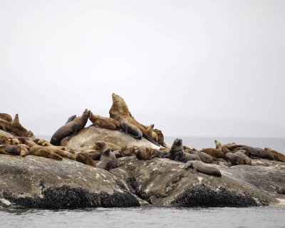 Sea Lion, Stellar-070510-S Marble Island, Glacier Bay NP, AK-#0456.jpg