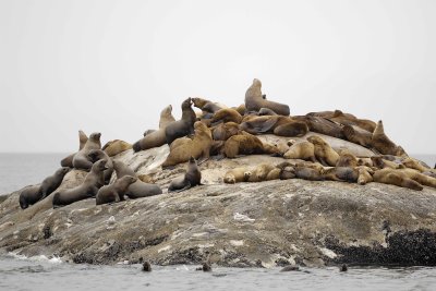 Sea Lion, Stellar-070510-S Marble Island, Glacier Bay NP, AK-#0462.jpg