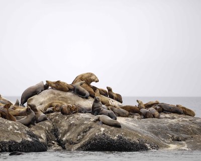 Sea Lion, Stellar-070510-S Marble Island, Glacier Bay NP, AK-#0470.jpg