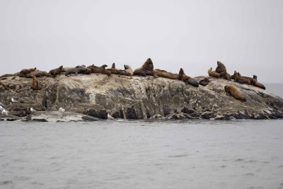 Sea Lion, Stellar-070510-S Marble Island, Glacier Bay NP, AK-#0517.jpg