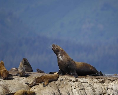 Sea Lion, Stellar-070810-S Marble Island, Glacier Bay NP, AK-#0385.jpg