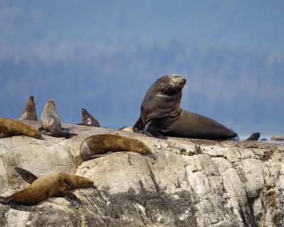 Sea Lion, Stellar-070810-S Marble Island, Glacier Bay NP, AK-#0418.jpg