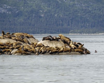Sea Lion, Stellar-070810-S Marble Island, Glacier Bay NP, AK-#0692.jpg